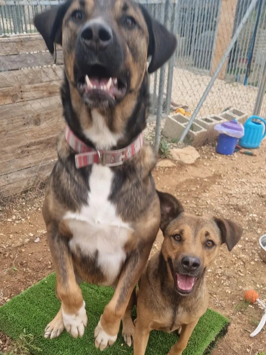 Woody posing with one of his pals at the shelter - Dog available for adoption at Paws Xalo
