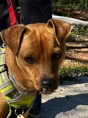 Churchill giving us a closeup of his wonderful face! - Dog available for adoption at Paws Xalo