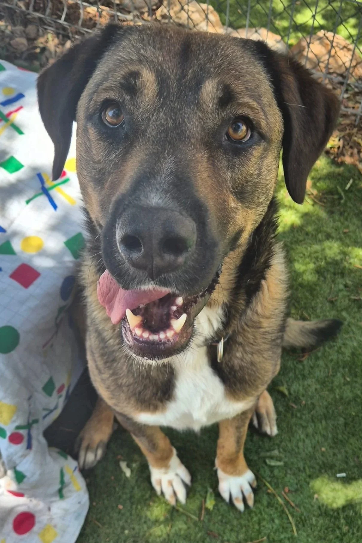 Woody - Dog available for adoption at Paws Xaló