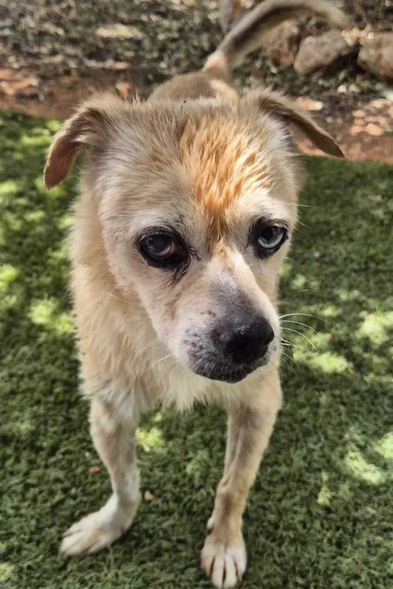 Javi - Dog available for adoption at Paws Xaló