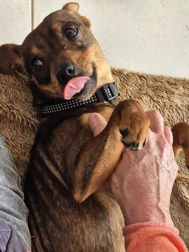 Various images of a litter of 11 puppies available for adoption from Paws Xaló!