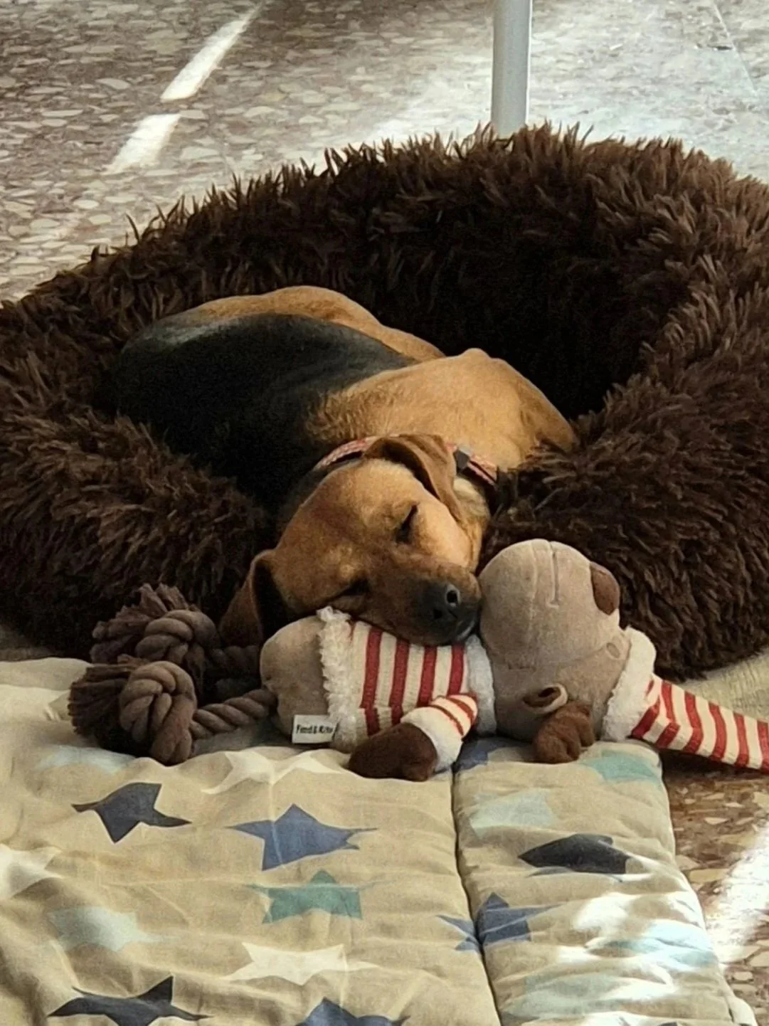 Betty looking adorable snoozing with her cuddly toy - Dog available for adoption at Paws Xaló