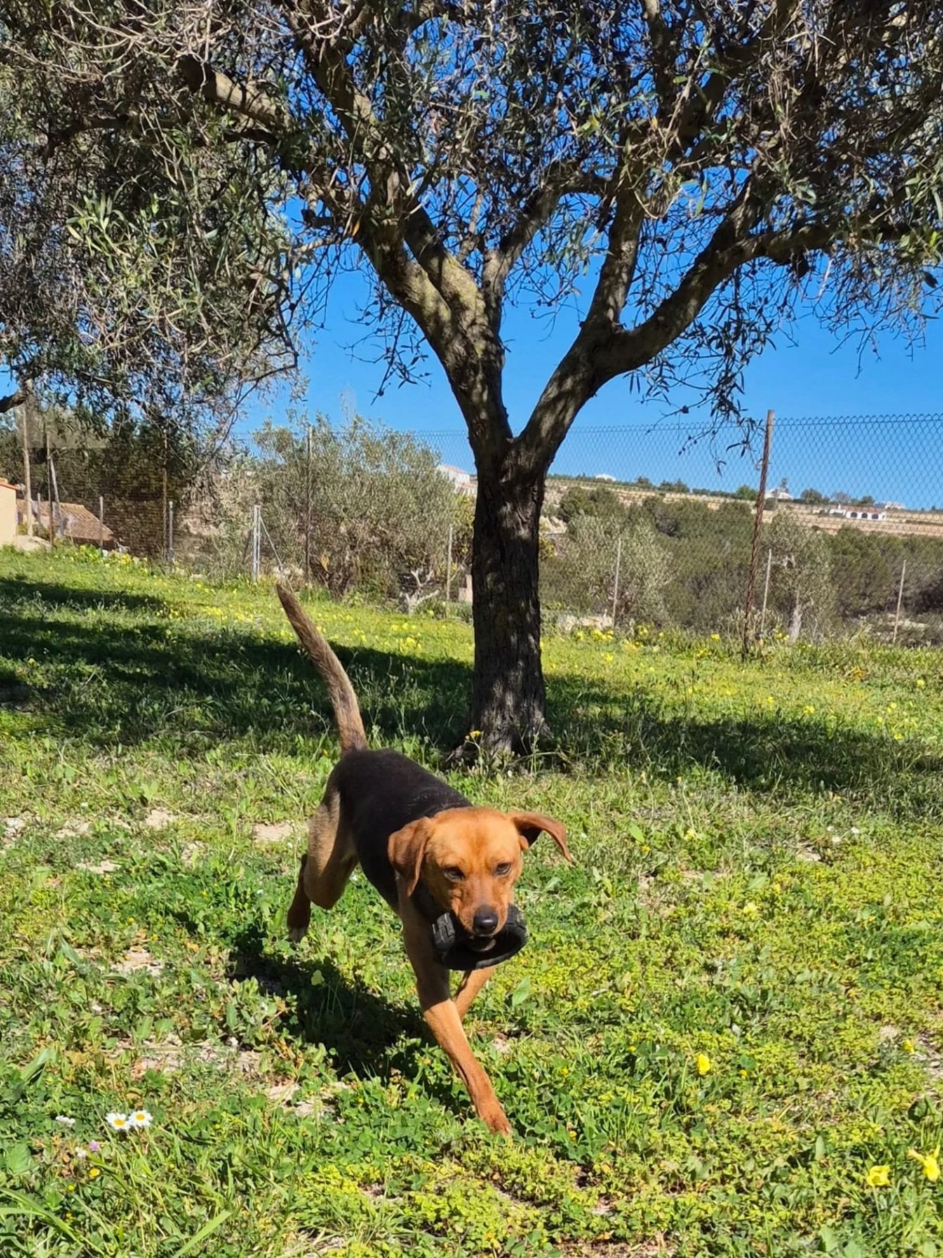 Djario running happily in the campo - Dog available for adoption at Paws Xalo