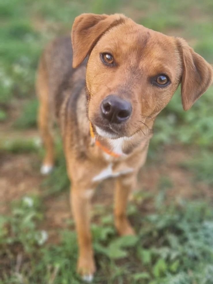 Spirit looking quizzically at the camera - Dog available for adoption at Paws Xalo