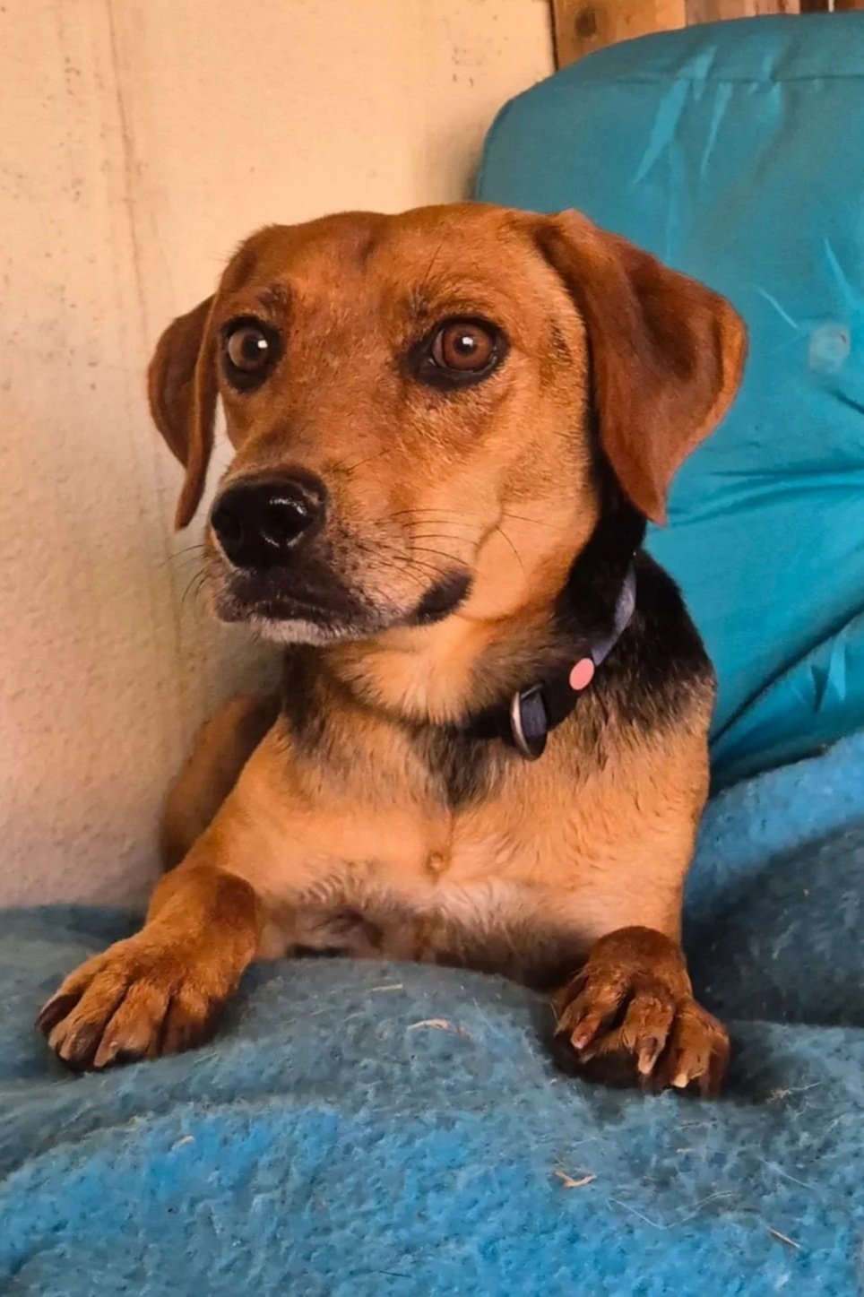 Benny - Dog available for adoption at Paws Xaló