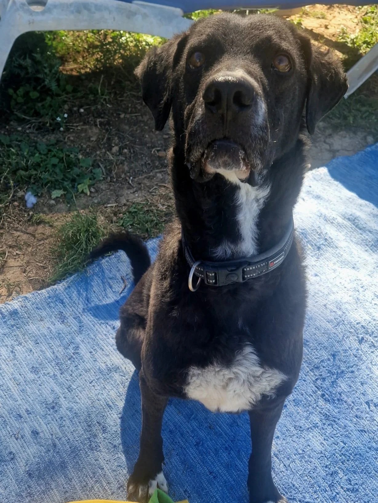 Otis says he has posed for long enough now, gimme the treat already!!- Dog available for adoption at Paws Xalo