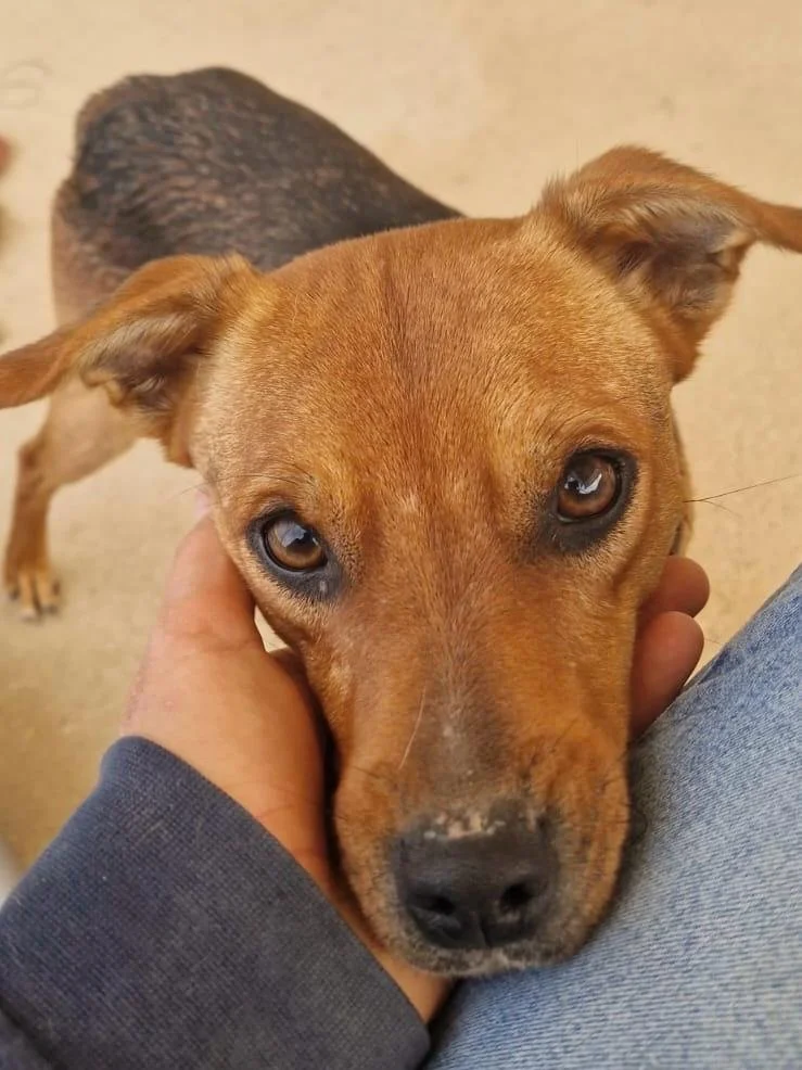Joe resting his chin in the hands of one of our volunteers - Dog available for adoption at Paws Xalo