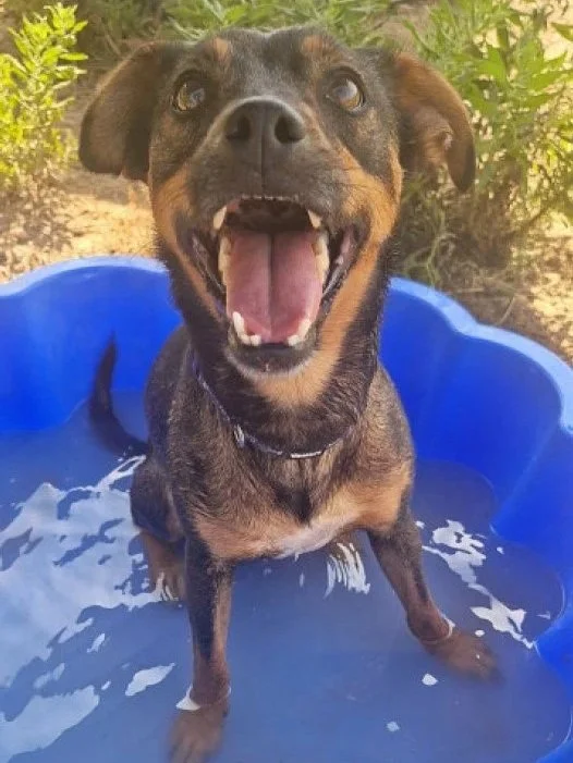 Willow giving a great big winning smile - Dog available for adoption at Paws Xalo