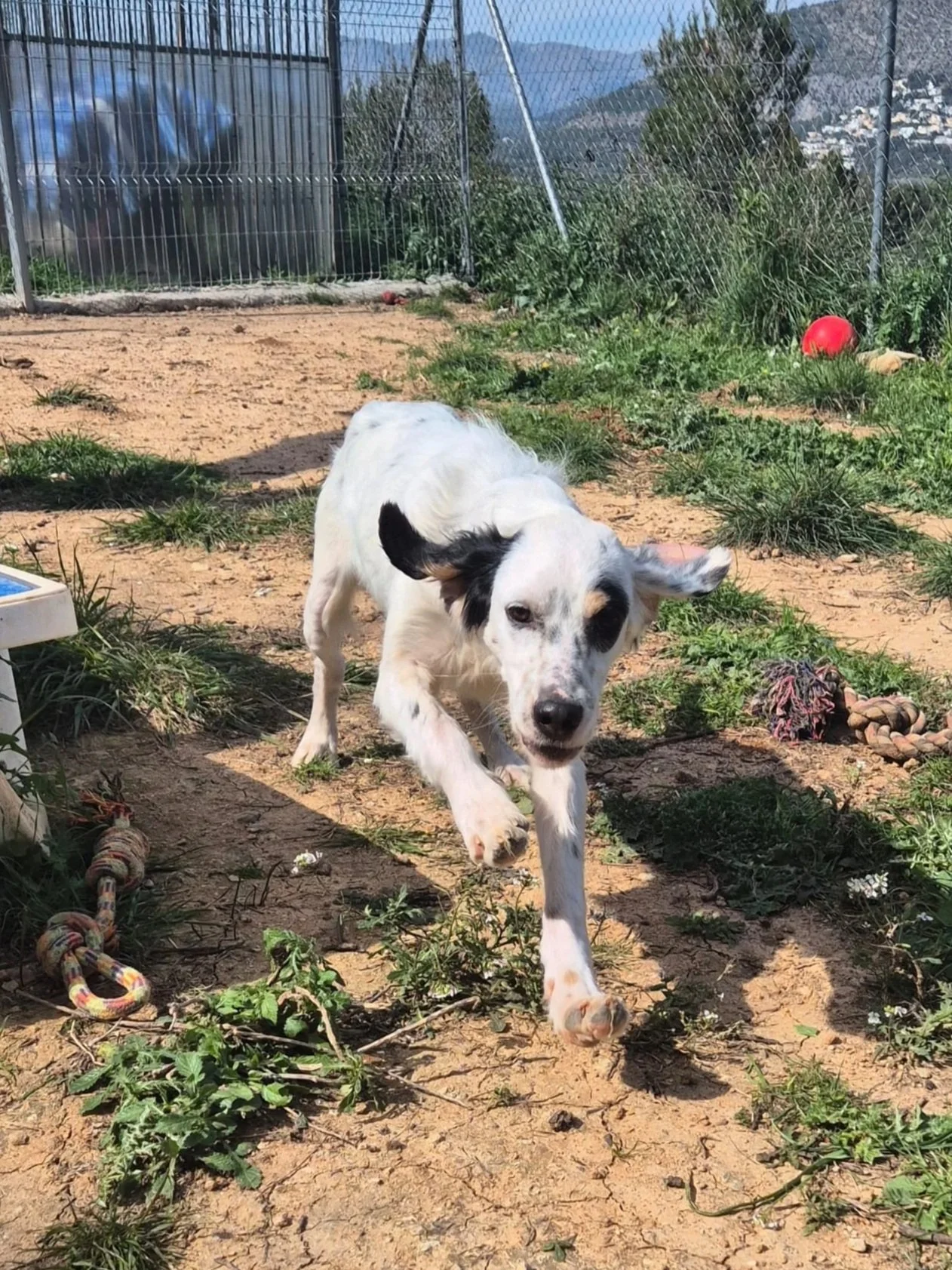 Tara in full flight at the shelter - Dog available for adoption at Paws Xalo