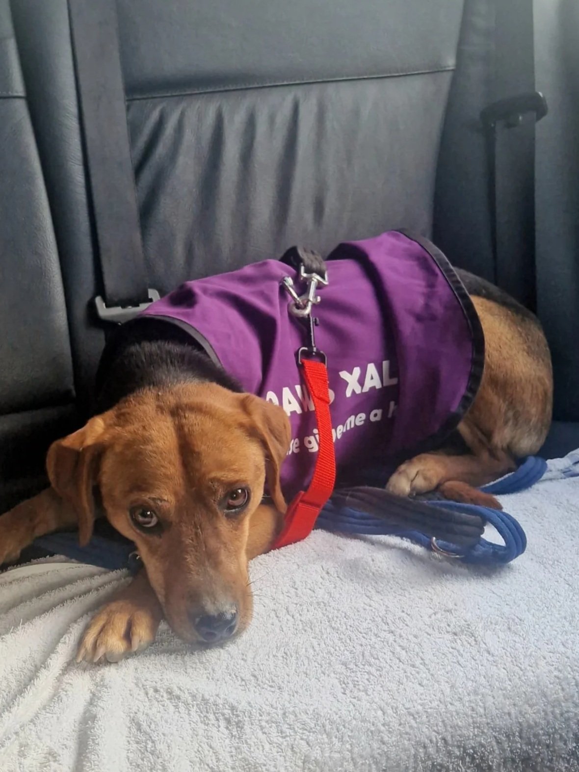 Benny chilling in the car, on his way to an adventure in Jalon Village! Dog available for adoption at Paws Xalo