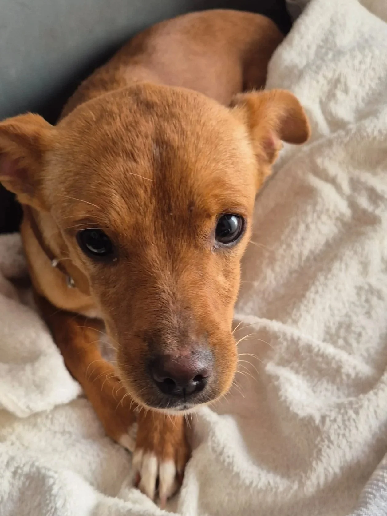 Various images of a litter of 11 puppies available for adoption from Paws Xaló!