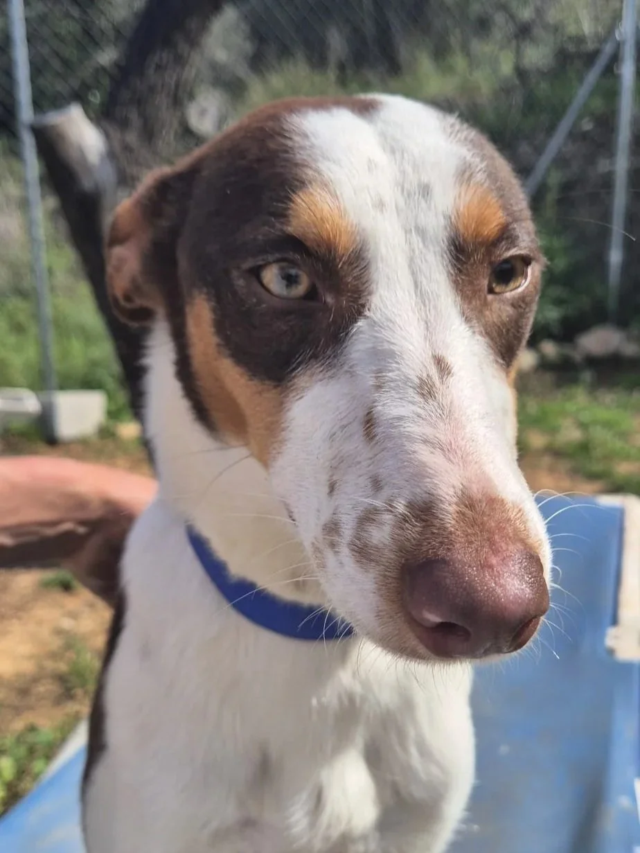 Terra posing for the camera - what a gorgeous girl she is! - Dog available for adoption at Paws Xalo