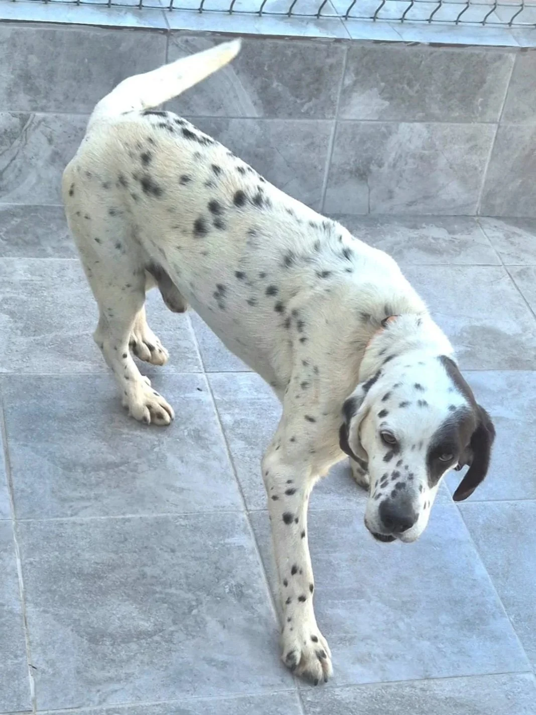 Pete playing with his ball at the shelter - Dog available for adoption at Paws Xalo