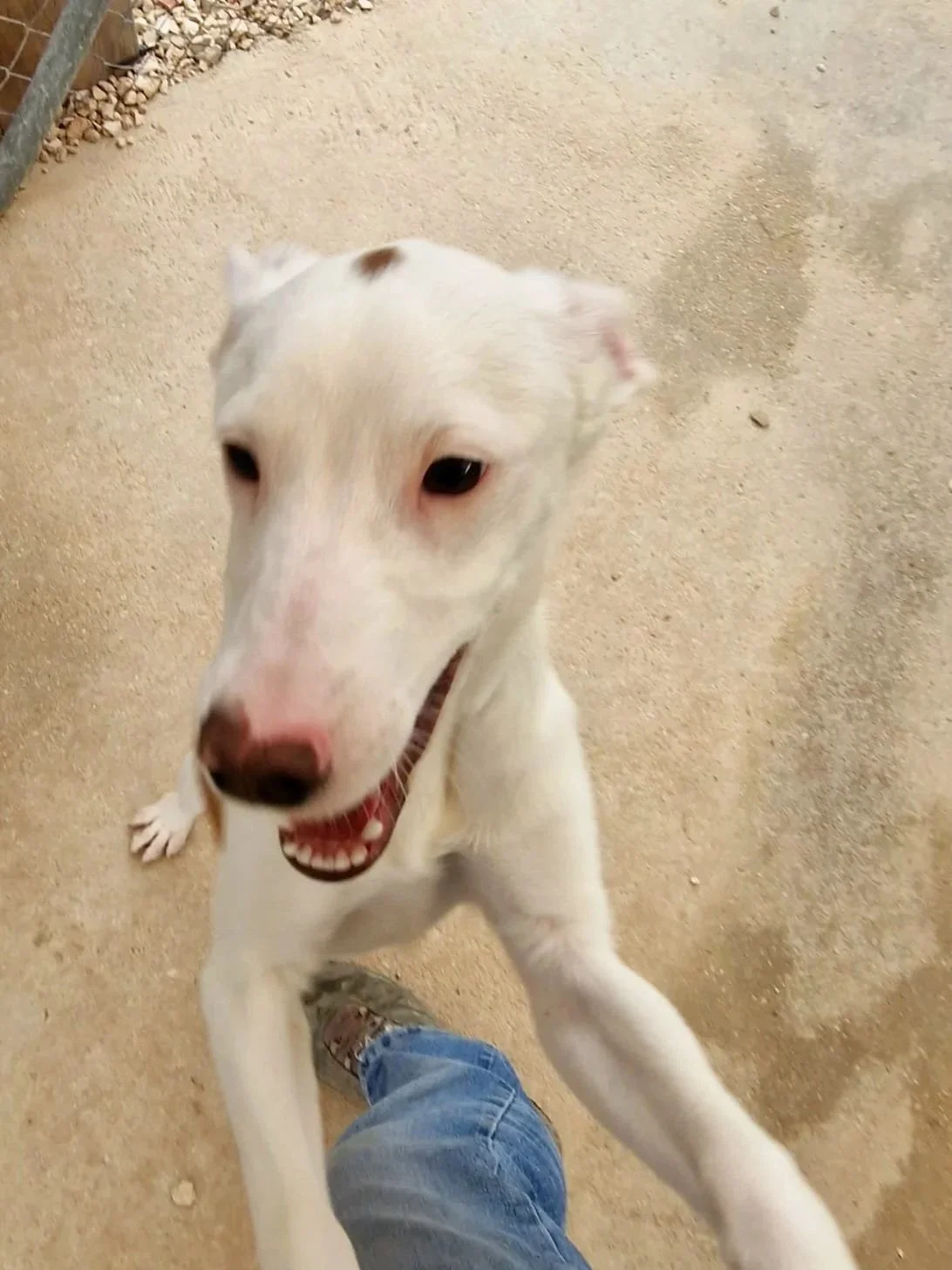 Bean (On Home Trial)