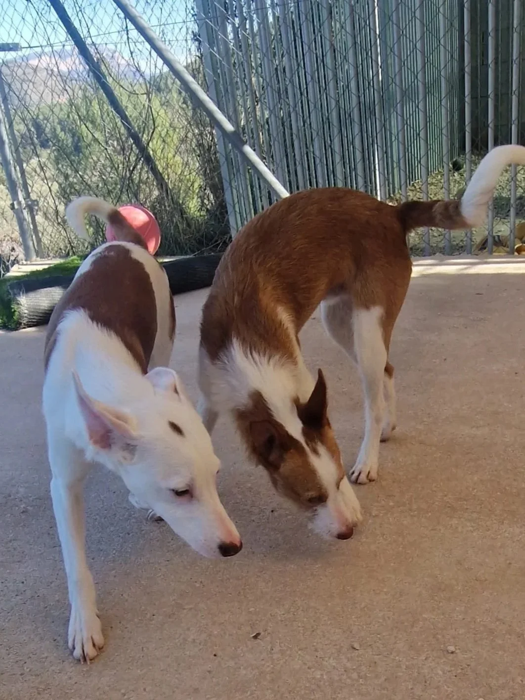 Bean playing with one of his pals at the shelter  - Dog available for adoption at Paws Xaló