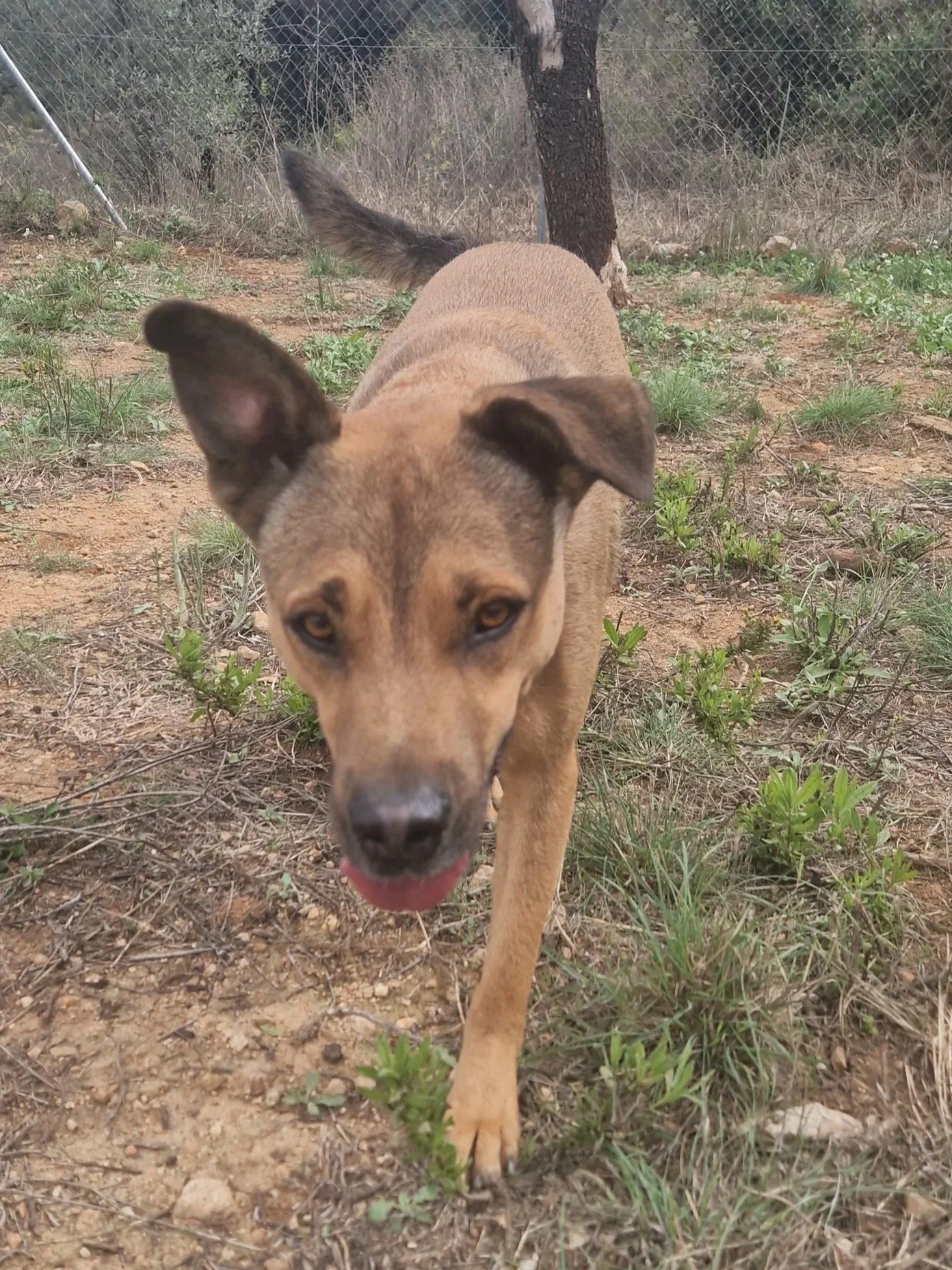 Buzz coming to investigate the camera - Dog available for adoption at Paws Xalo
