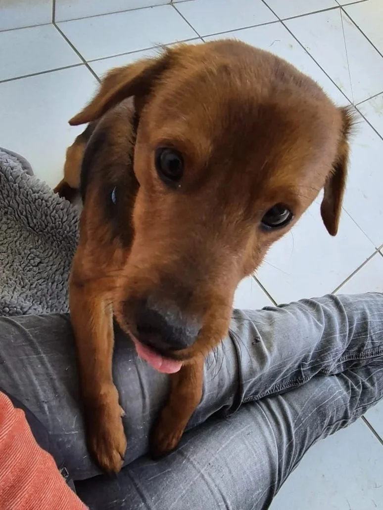 Various images of a litter of 11 puppies available for adoption from Paws Xaló!