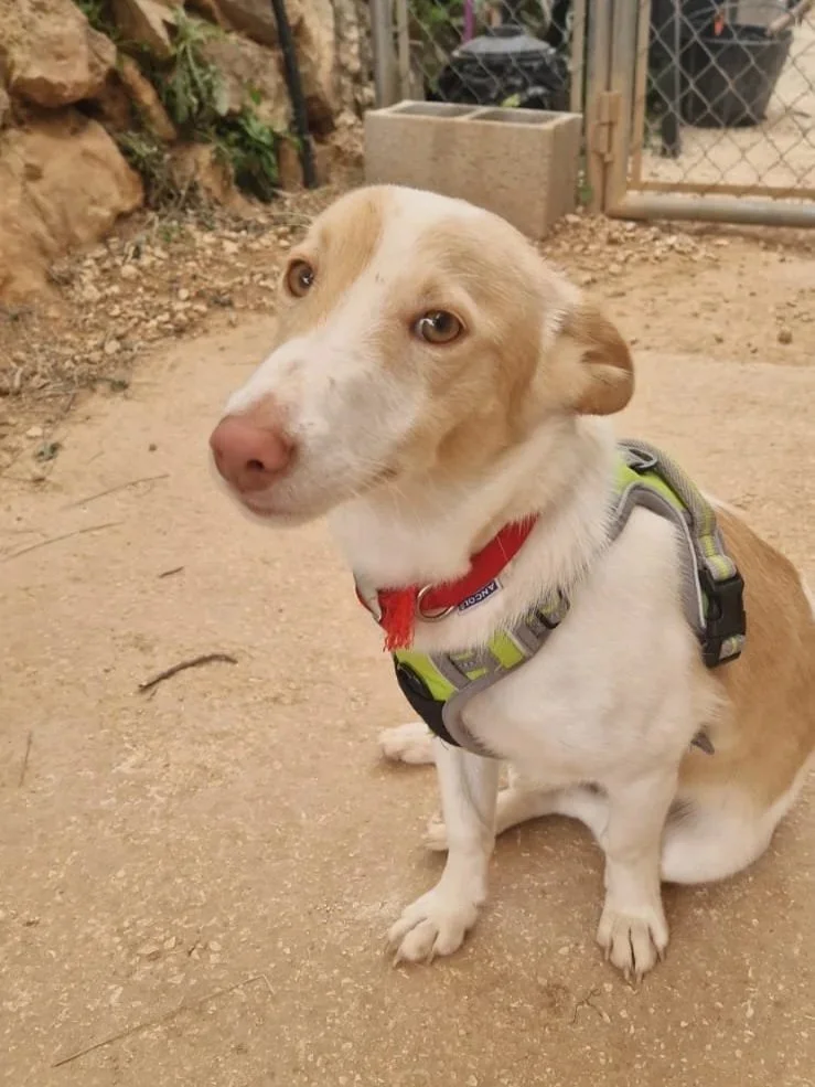 Barney posing for the camera - Dog available for adoption at Paws Xalo