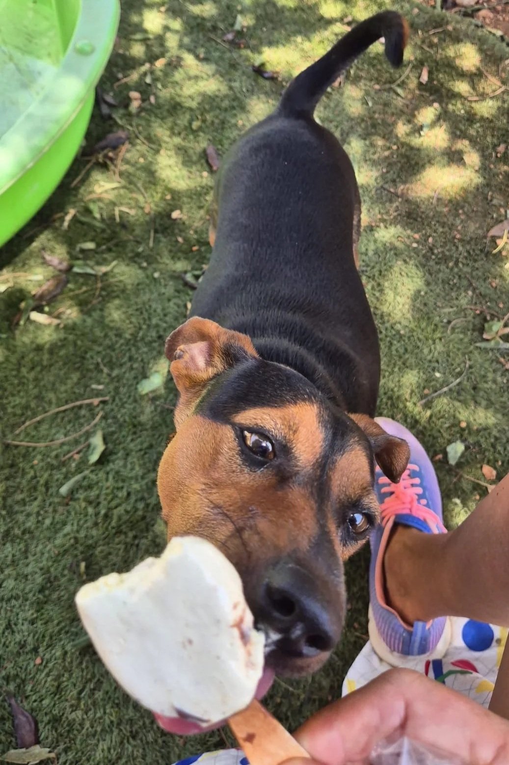 Jack - Dog available for adoption at Paws Xaló