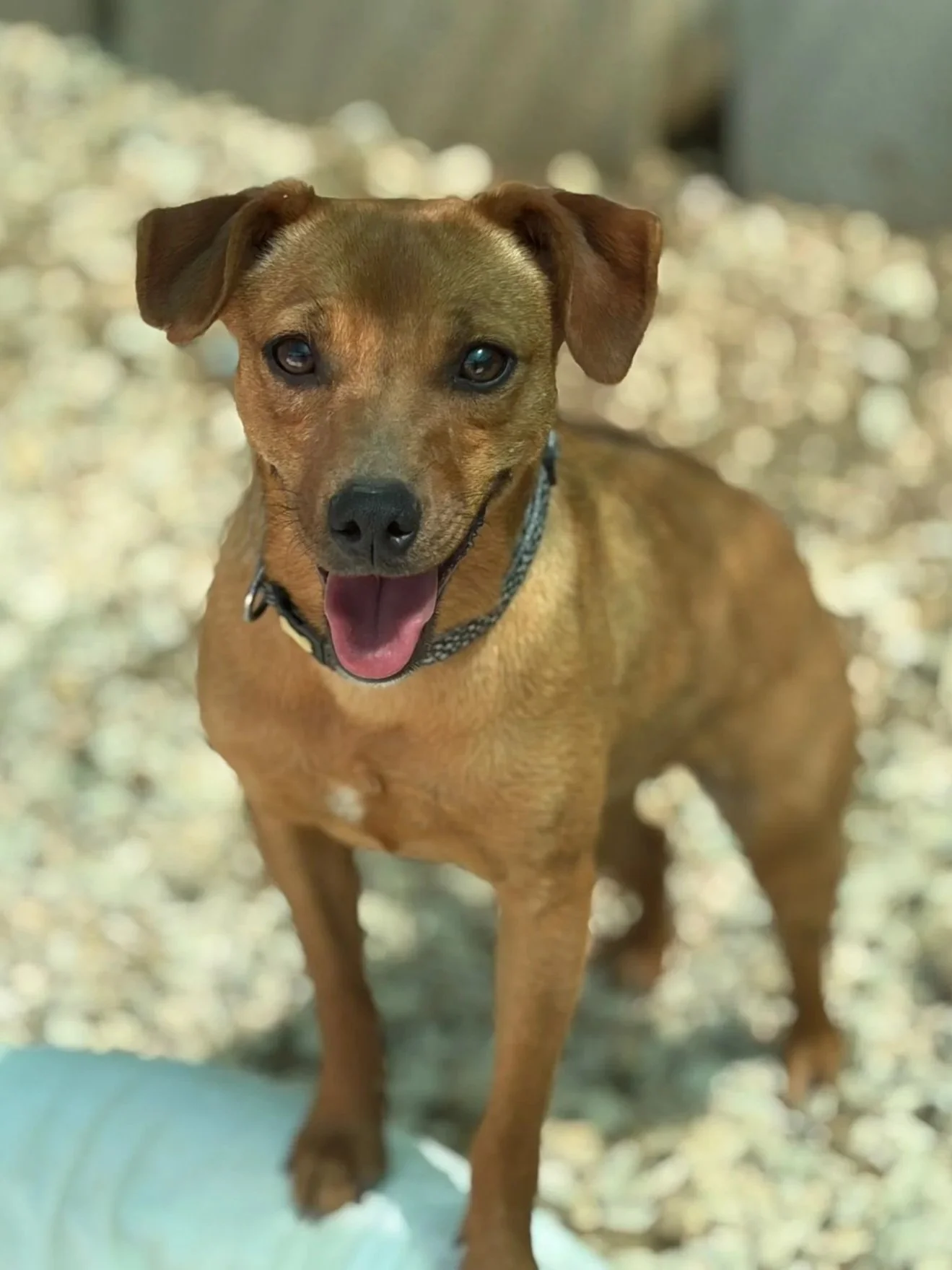 Ginger - Dog available for adoption at Paws Xalo