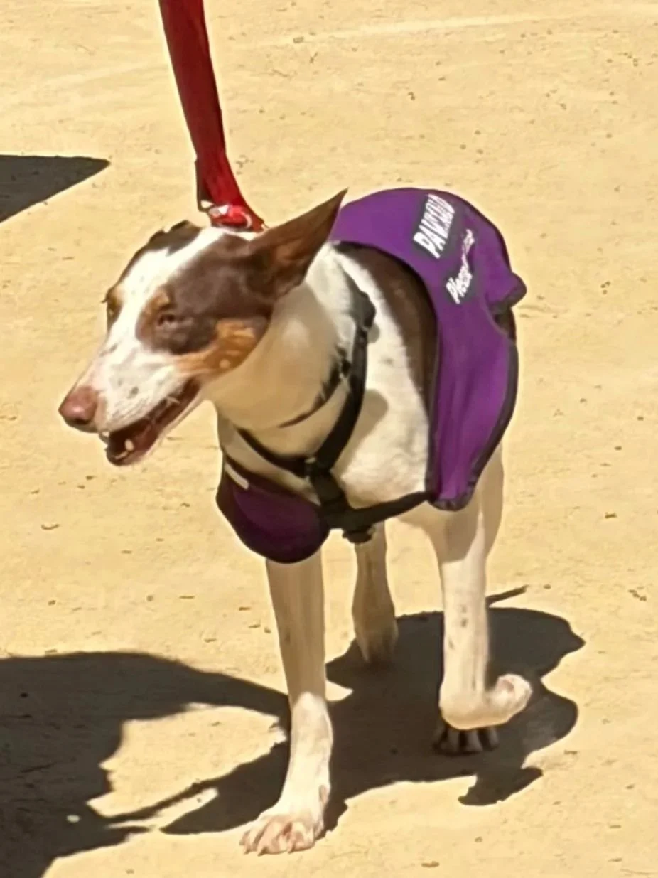 Terra strutting her stuff in the ring at the Moraira adopt-a-dog event! Dog available for adoption at Paws Xalo