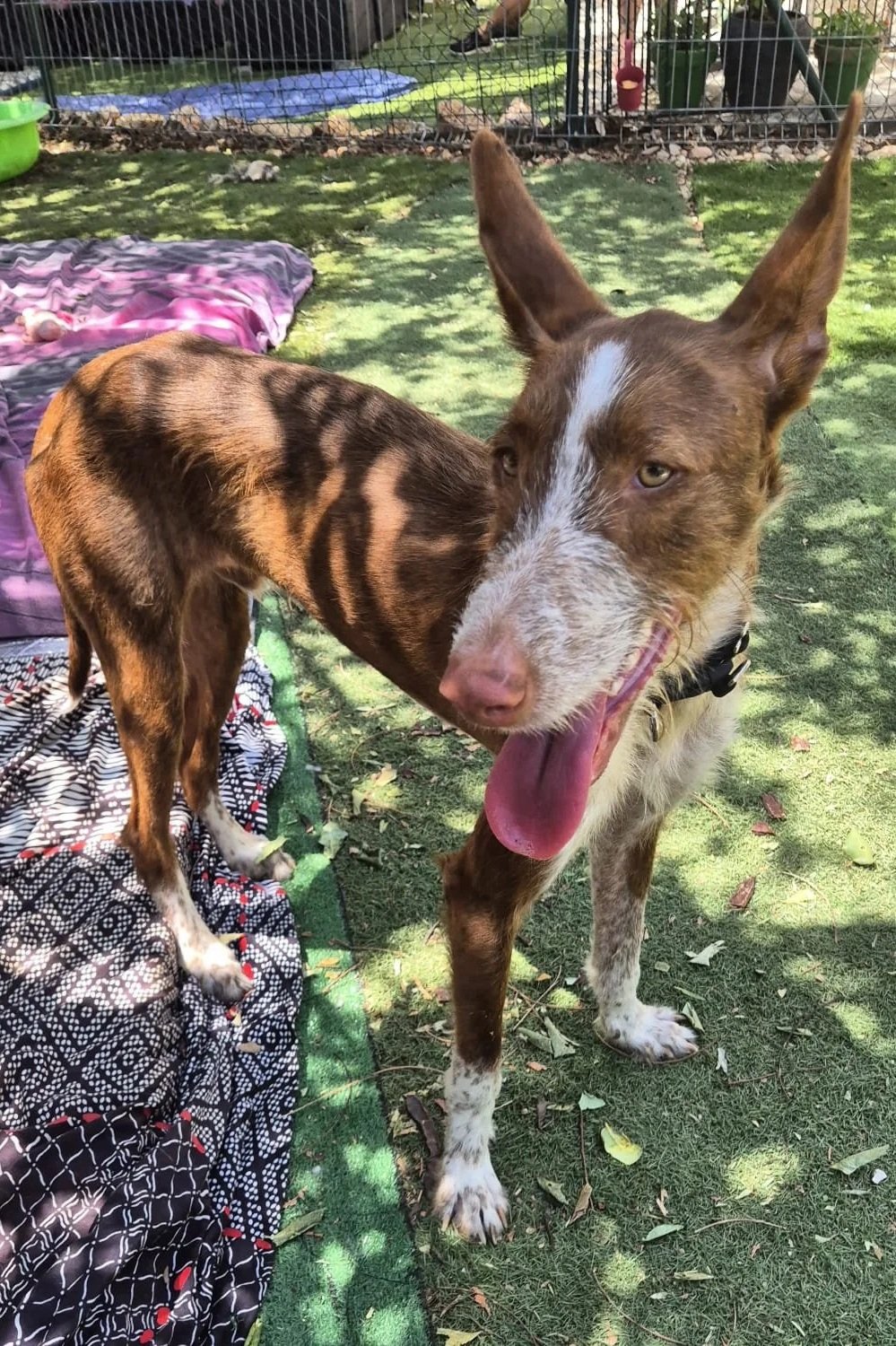 Noah - Dog available for adoption at Paws Xaló
