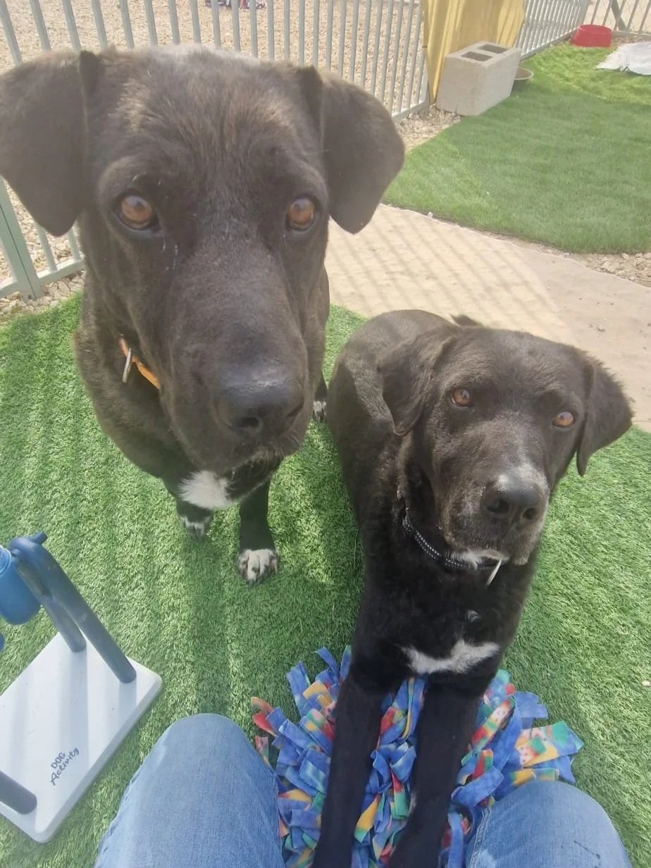Otis and Maddy together - Dog available for adoption at Paws Xalo