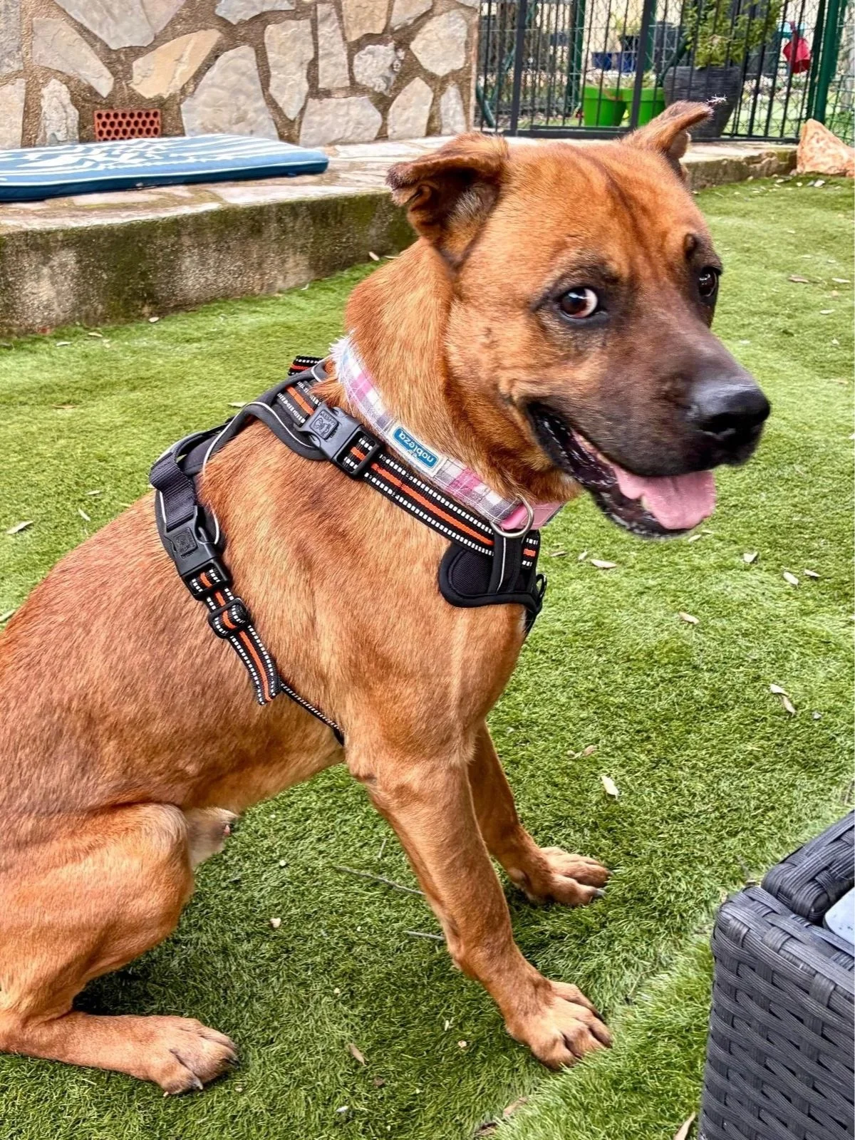 Thor showing off his side profile - Dog available for adoption at Paws Xalo