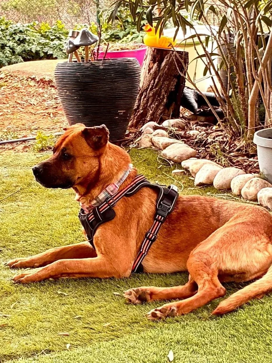 Thor chilling out in the garden - Dog available for adoption at Paws Xalo