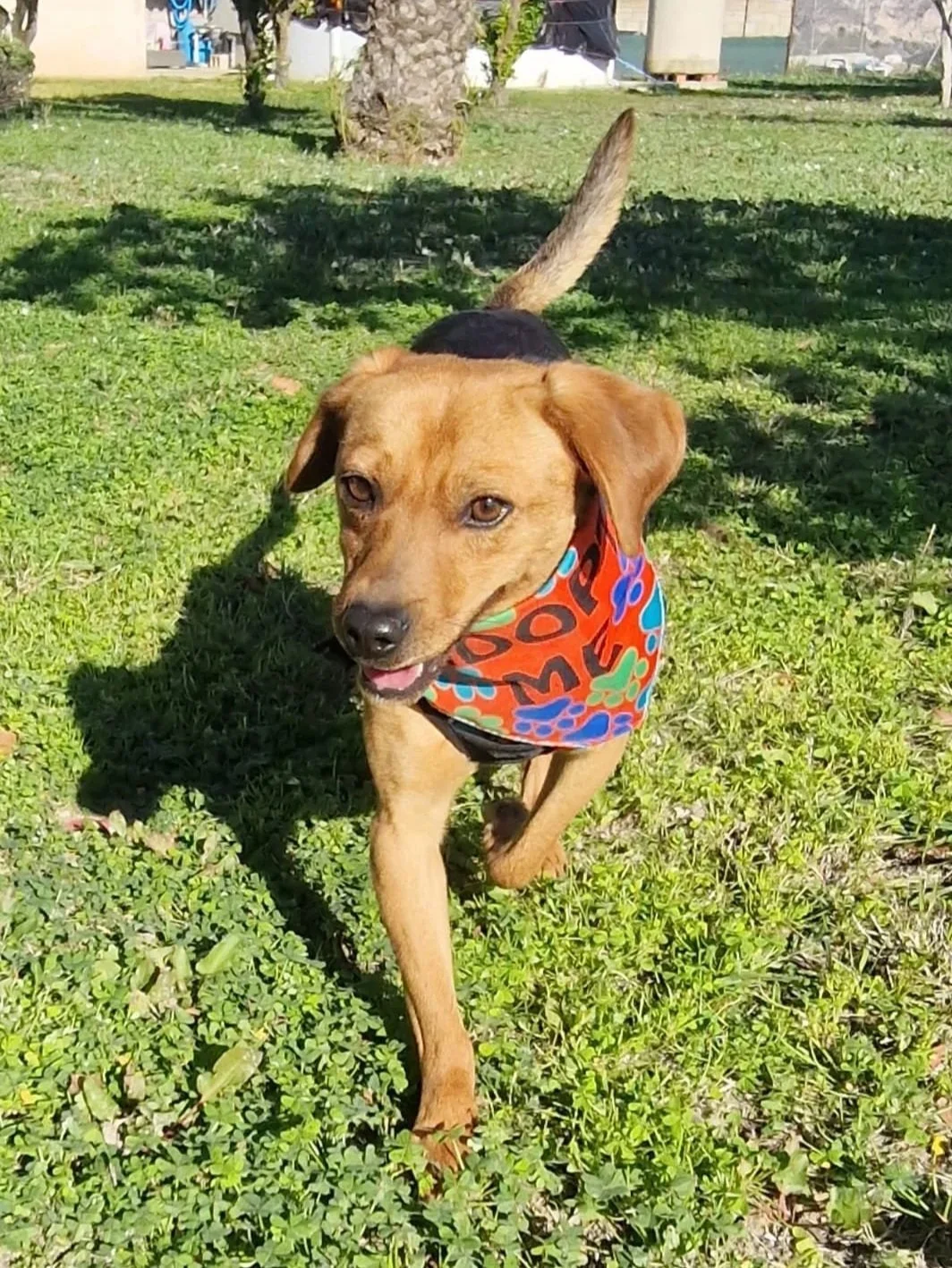 Djario rocking a natty neckerchief - Dog available for adoption at Paws Xalo