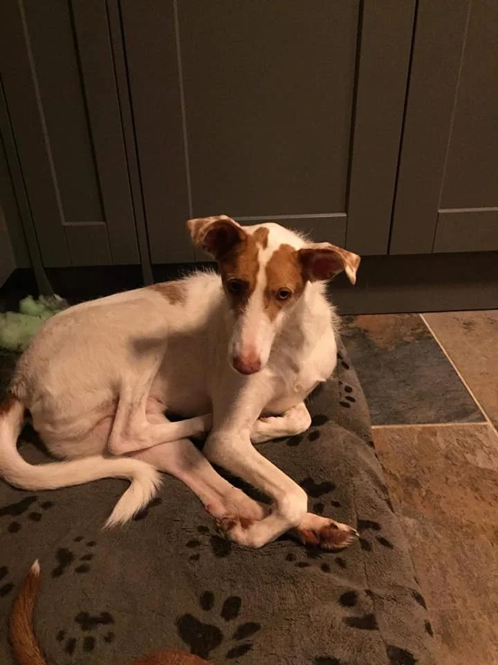 The Paws Effect - dogs looking comfortable in their new homes!