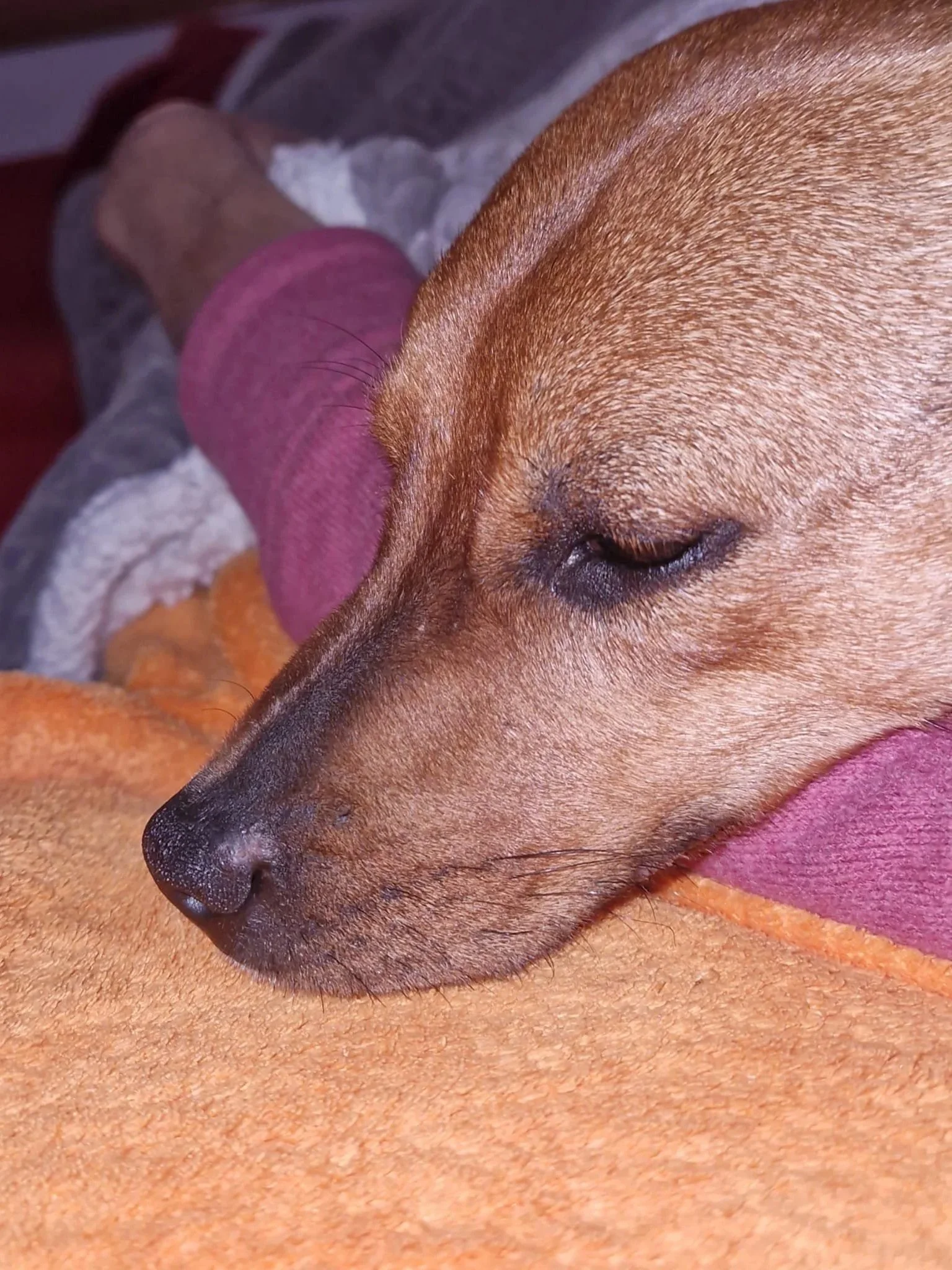 Joe resting his chin on a welcoming lap - Dog available for adoption at Paws Xalo