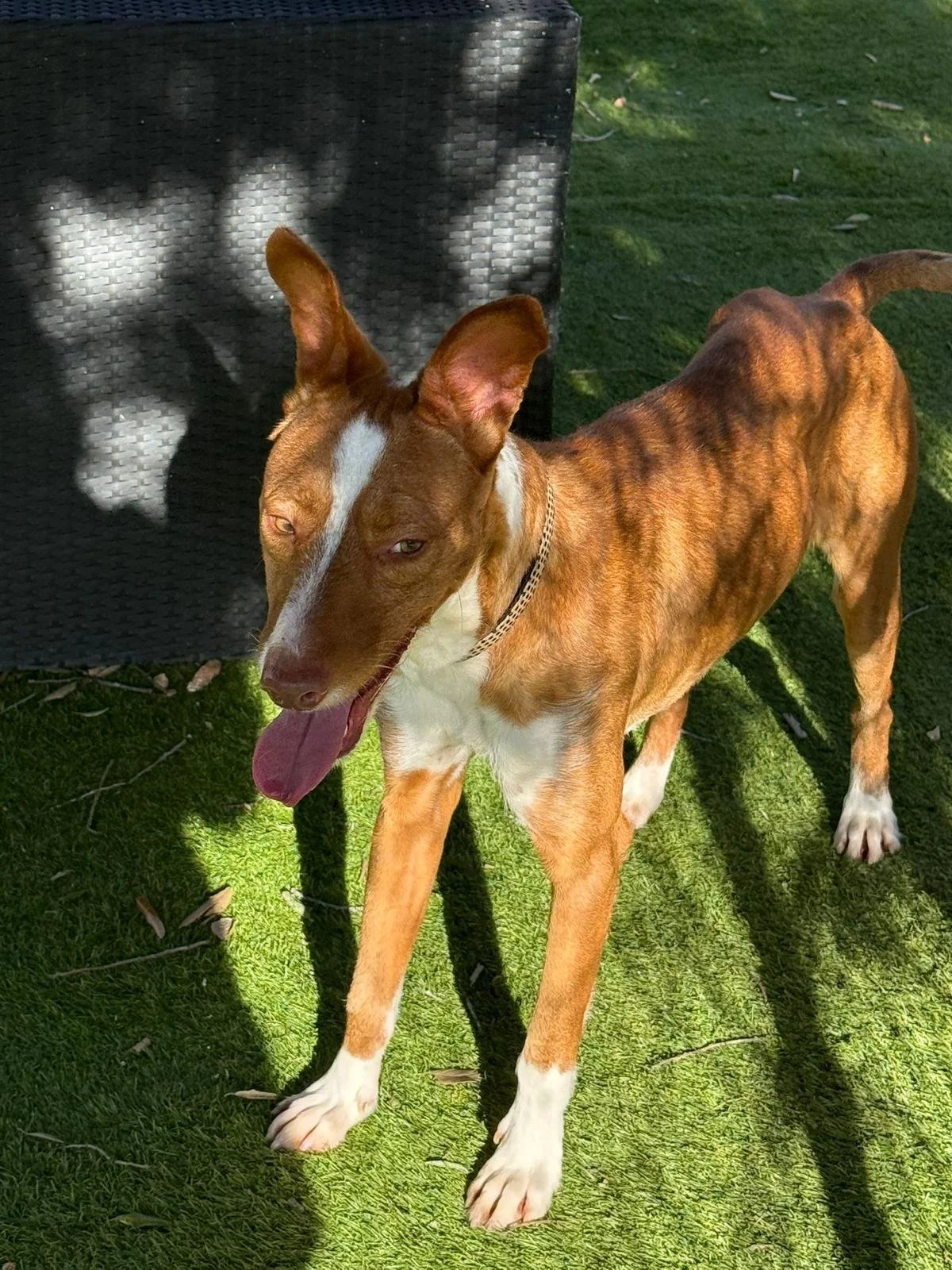 Bob looking cool in the shade - Dog available for adoption at Paws Xalo