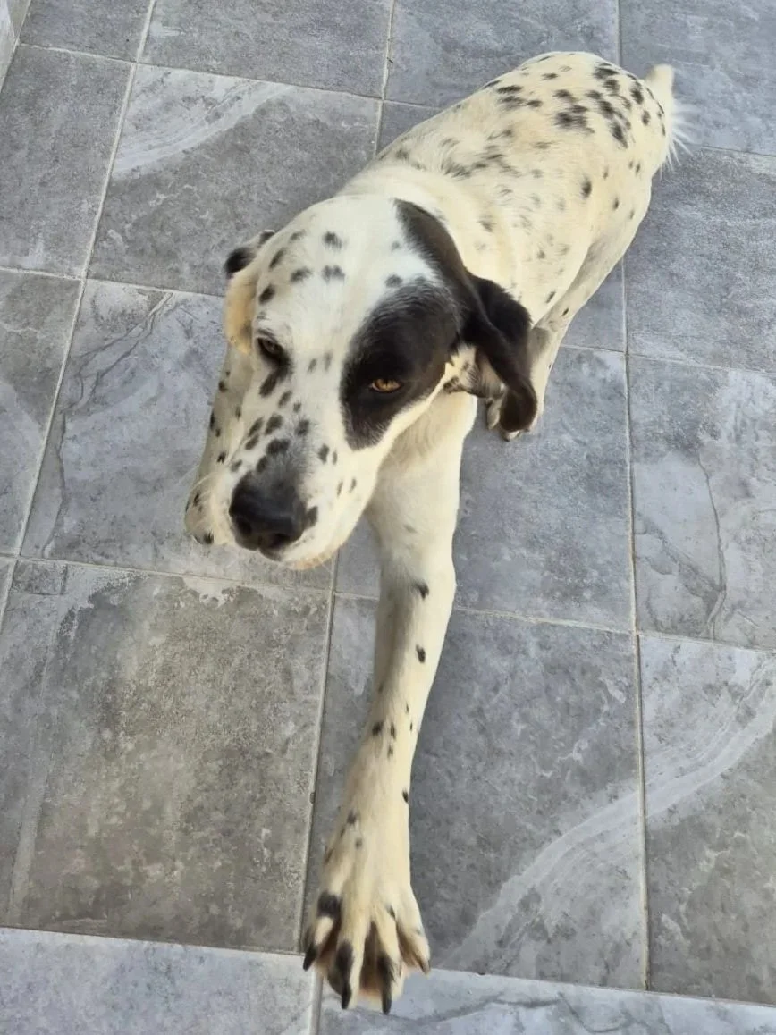 Pete looking handsome at the kennels - Dog available for adoption at Paws Xalo