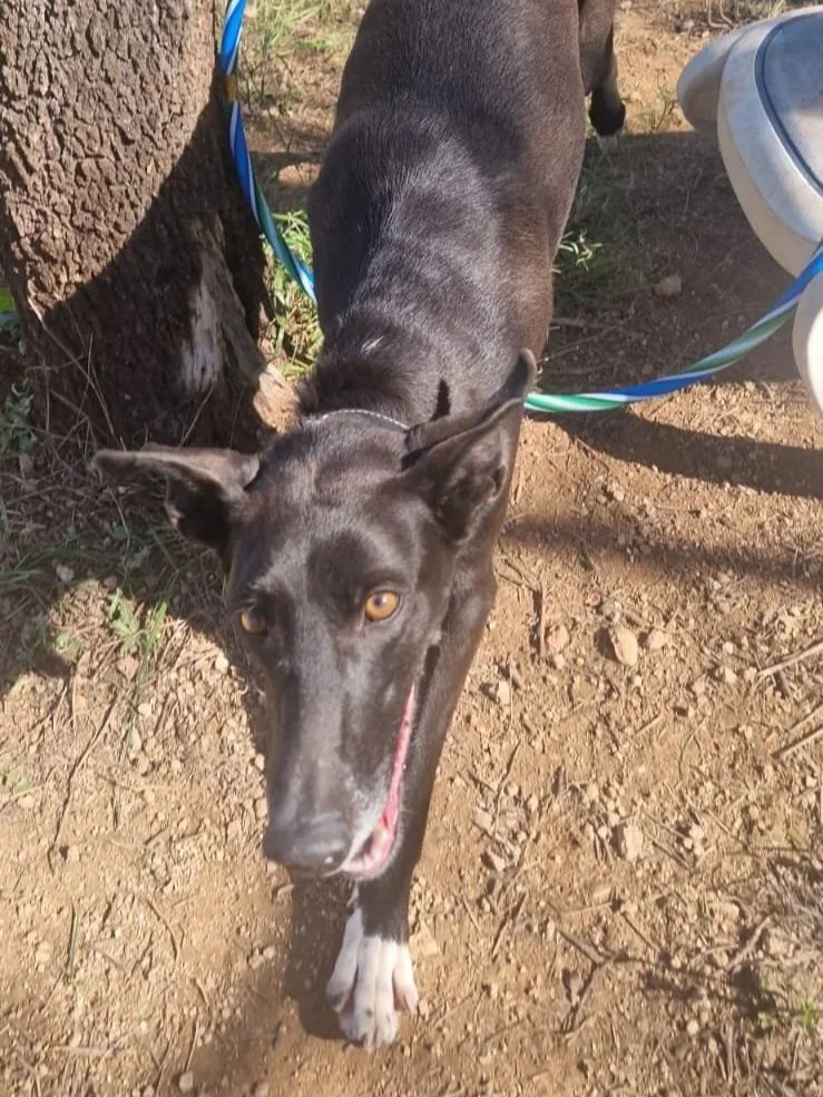 Ruthie playing with a hula hoop - Dog available for adoption at Paws Xalo