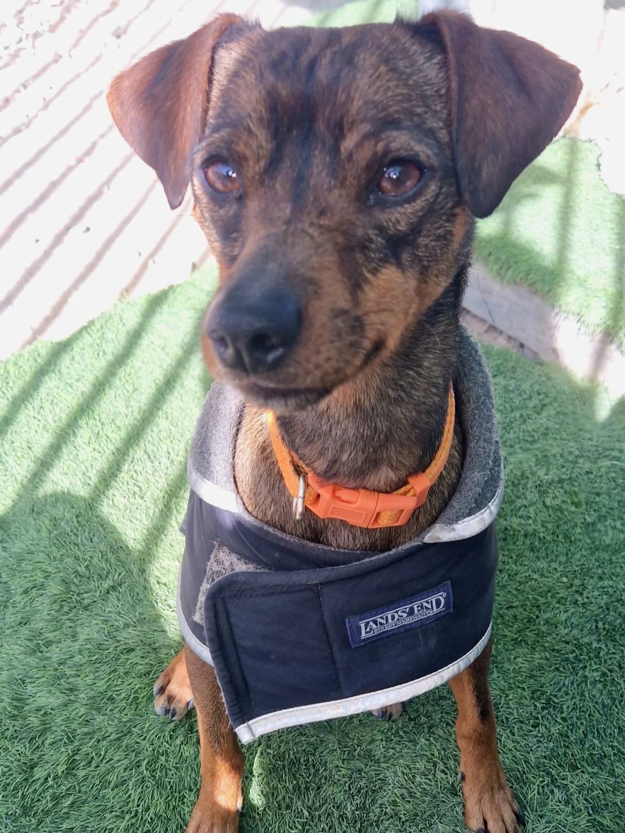 Toby posing for the camera - Dog available for adoption at Paws Xalo