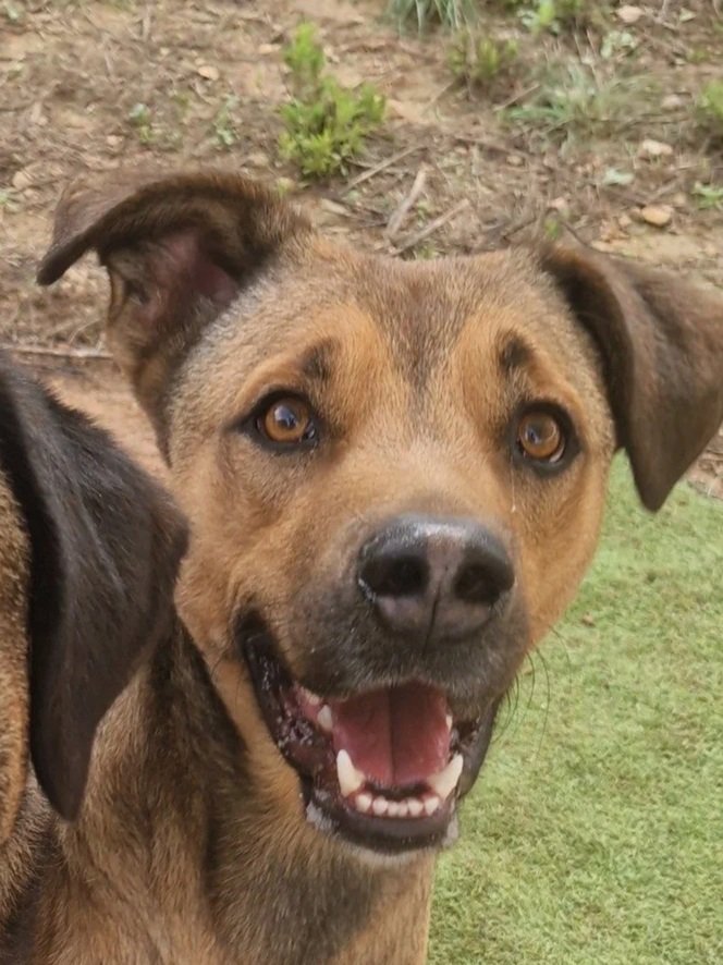 Another smile from happy boy Buzz - Dog available for adoption at Paws Xalo