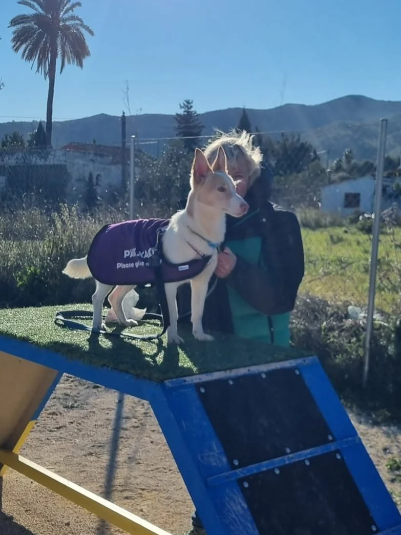 Barney playing on dog agility equipment - Dog available for adoption at Paws Xalo