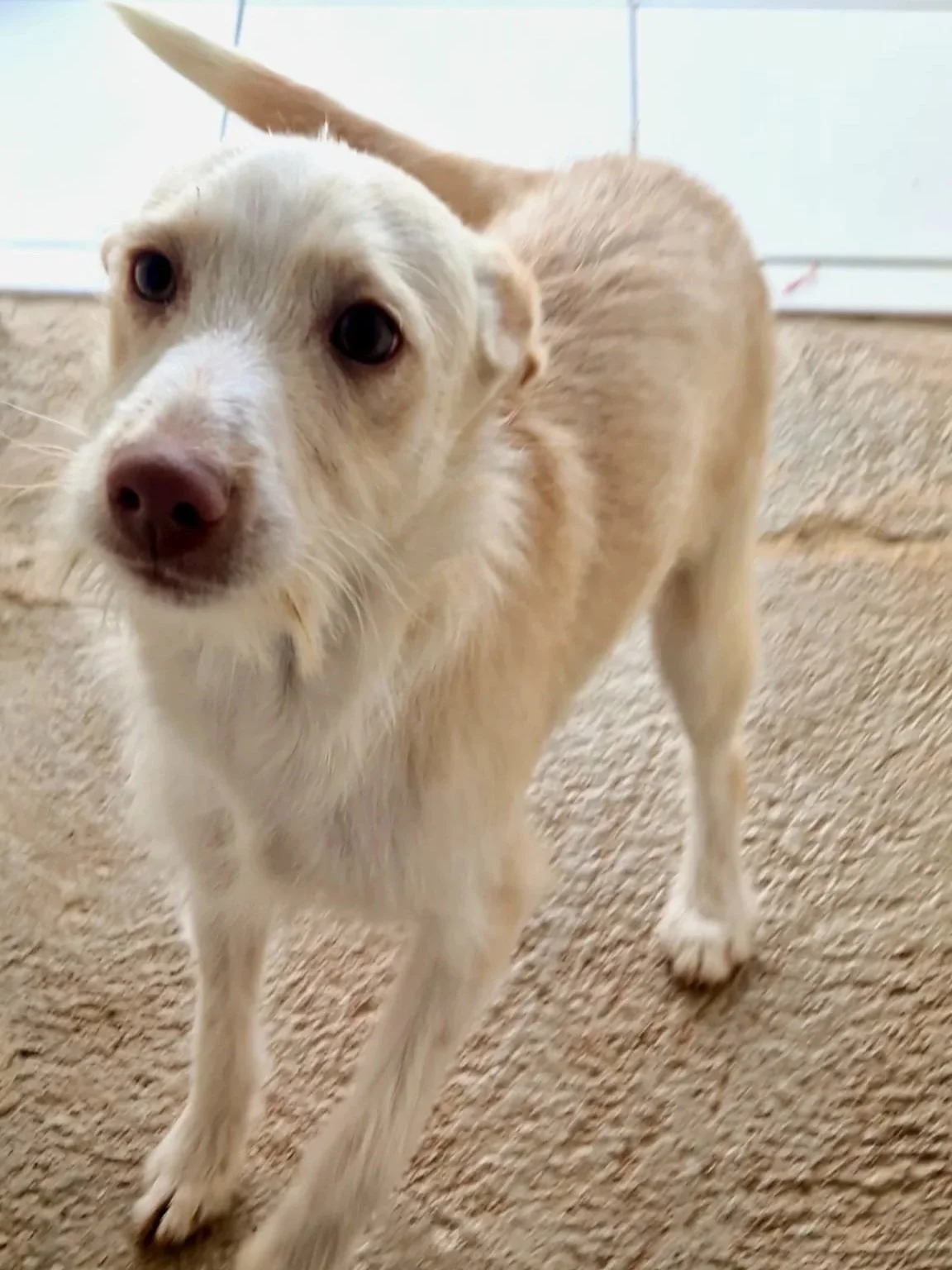 Ozzy checking out the camera - Dog available for adoption at Paws Xalo
