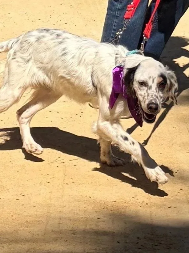 Tara strutting her stuff in the ring at the Moraira adopt-a-dog day - Dog available for adoption at Paws Xalo