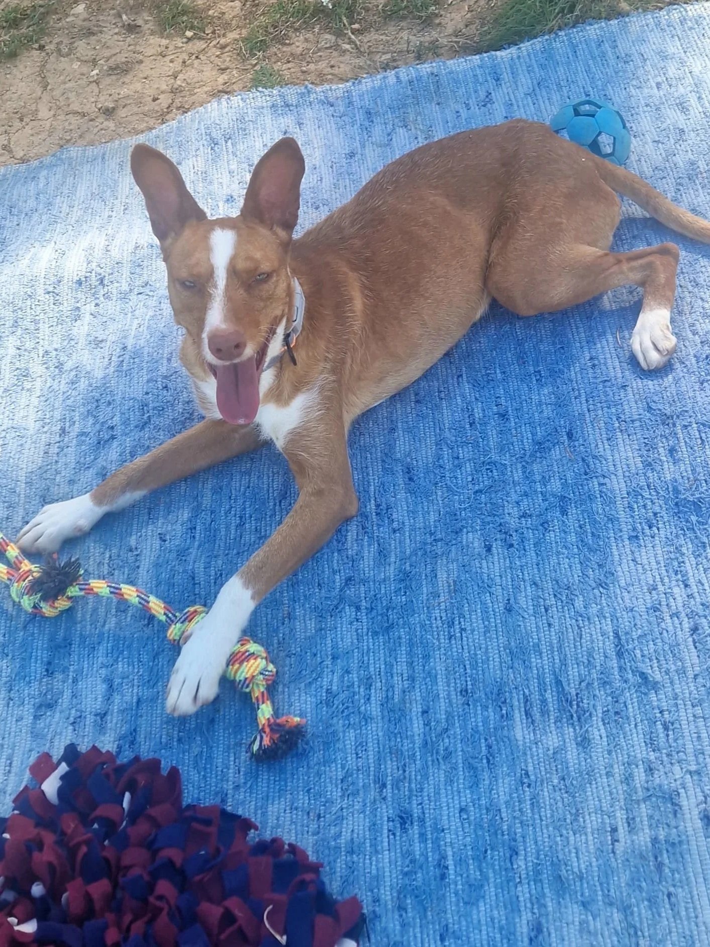 Bob taking a rest in the shade after an epic play session with his toys at the shelter  - Dog available for adoption at Paws Xalo