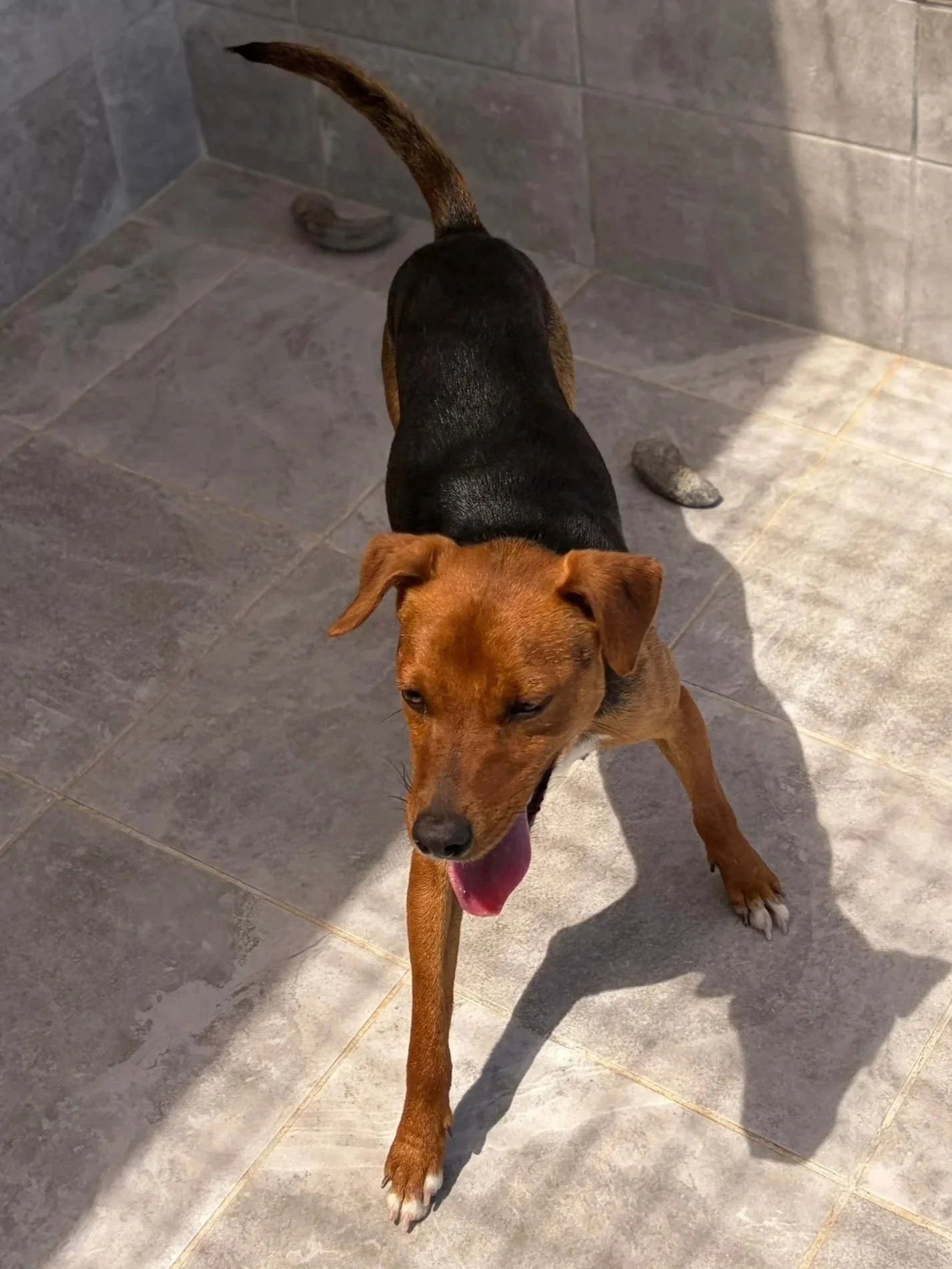 Bramble - Dog available for adoption at Paws Xalo
