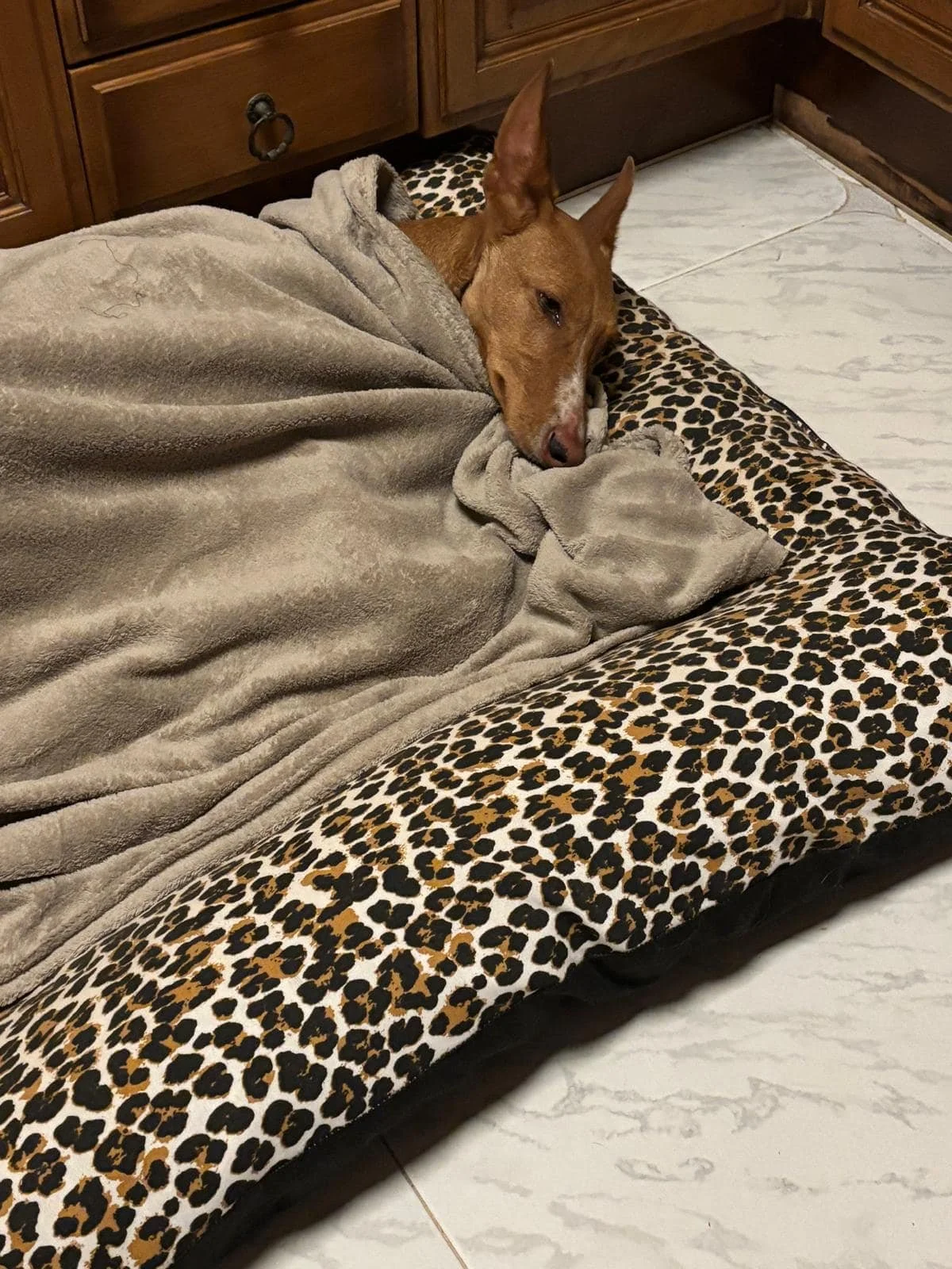 The Paws Effect - dogs looking comfortable in their new homes!