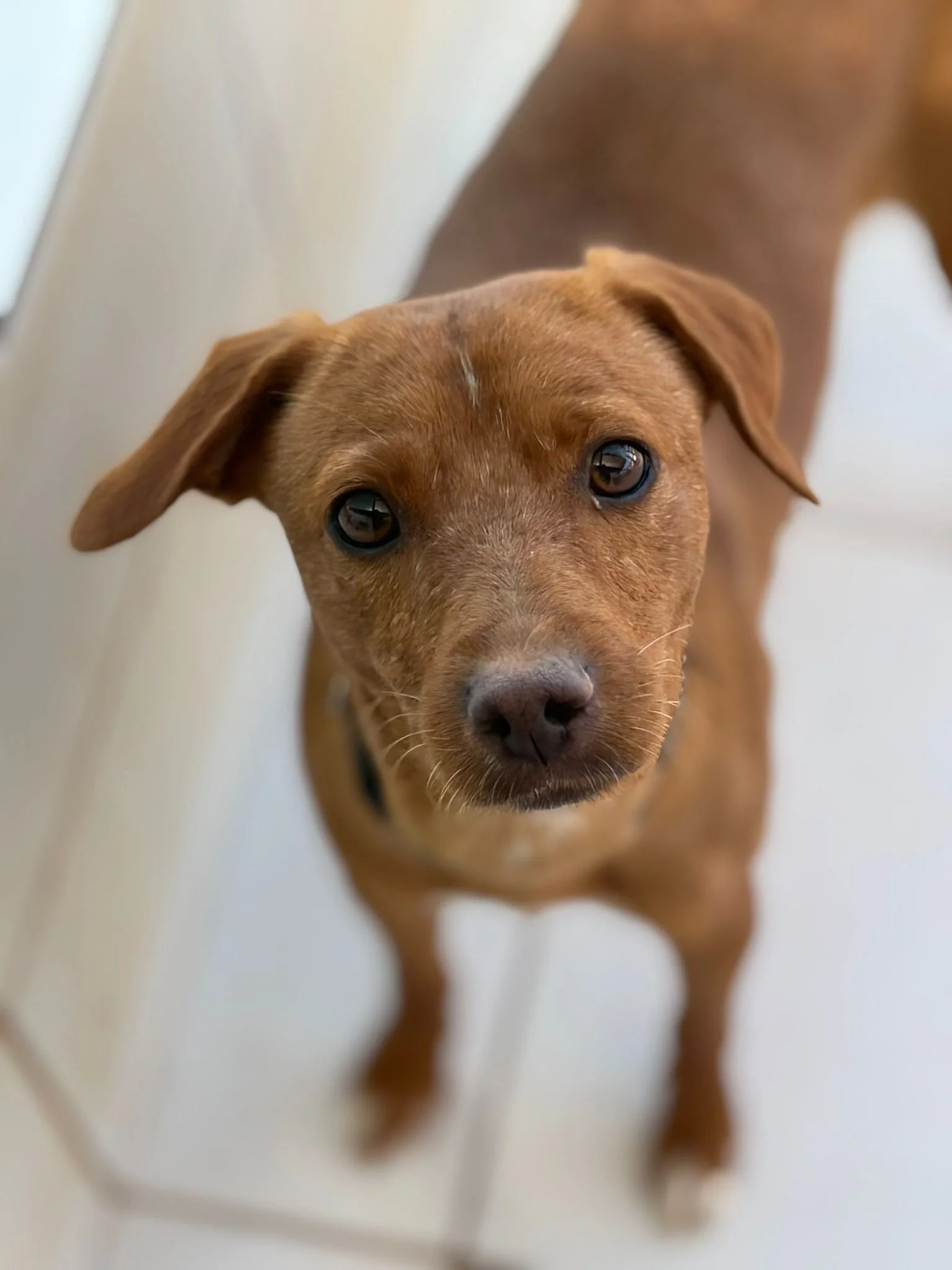 Various images of a litter of 11 puppies available for adoption from Paws Xaló!