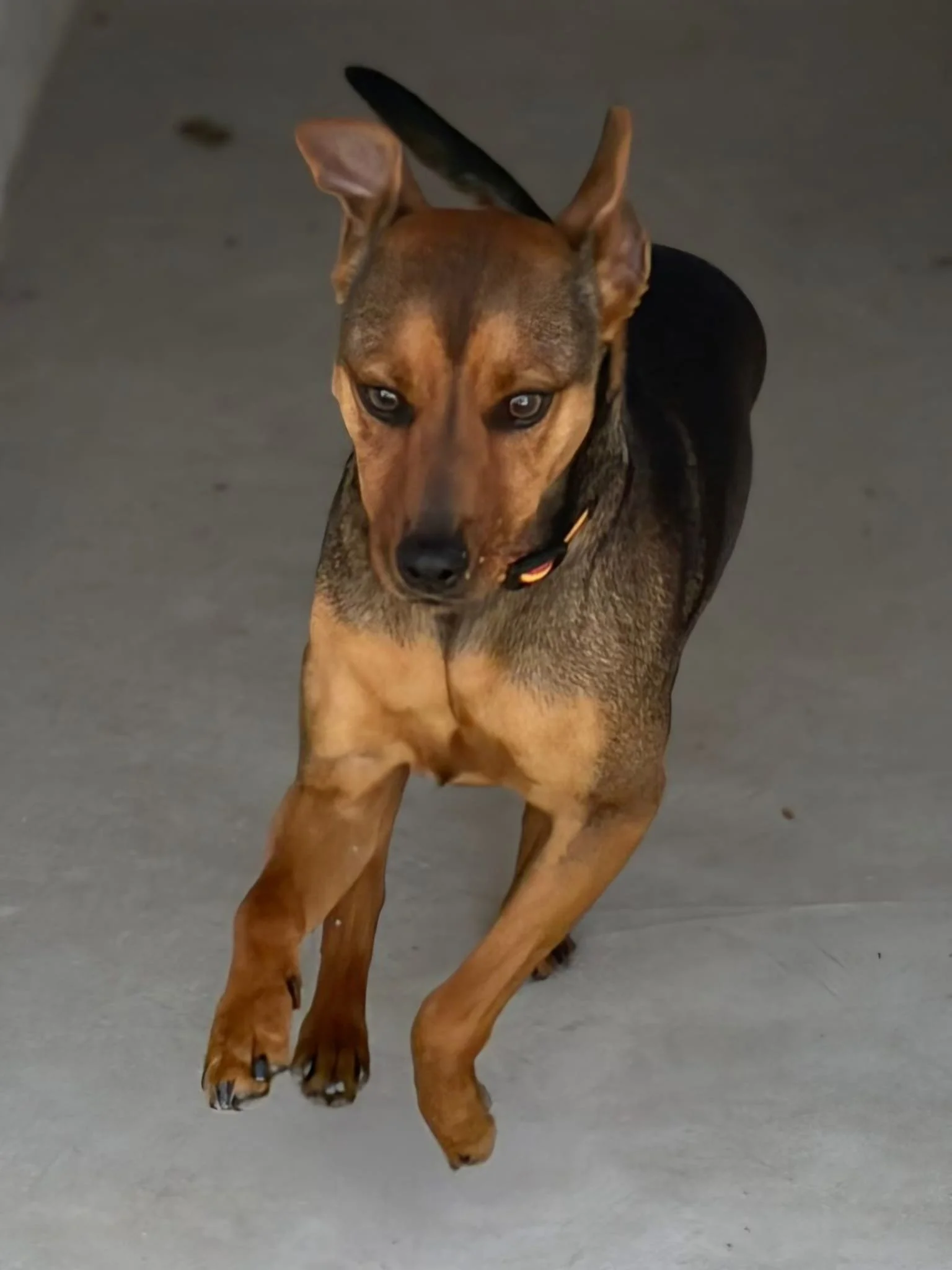 Peanut in full flow at the shelter - Dog available for adoption at Paws Xalo