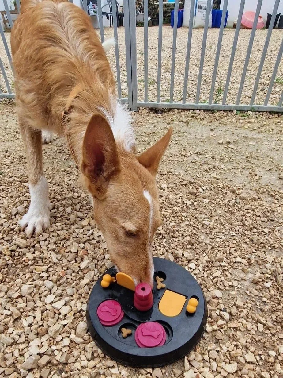 Angel playing a puzzle game - Dog available for adoption at Paws Xalo
