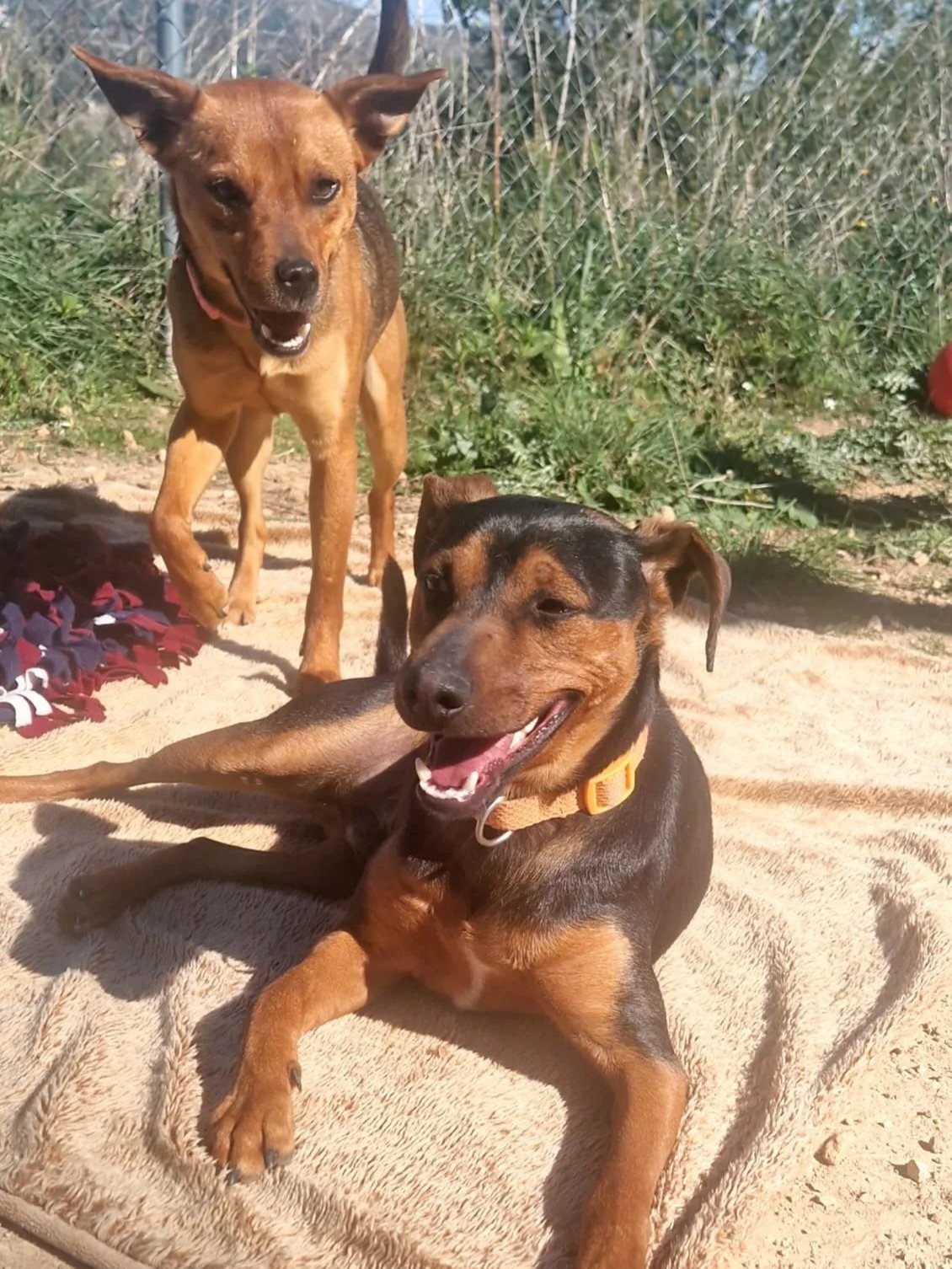 Jack with one of his pals at the shelter - Dog available for adoption at Paws Xalo