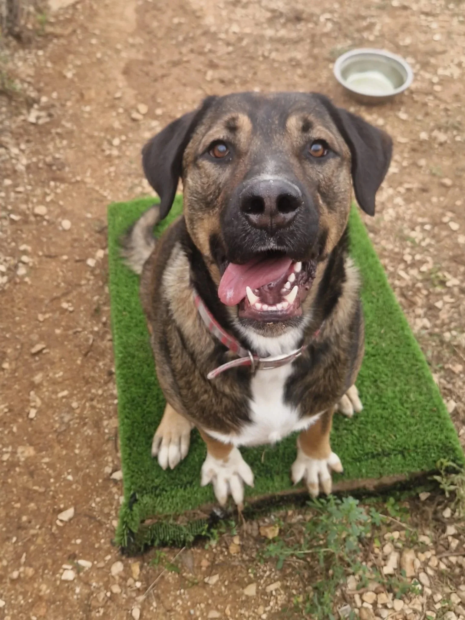 Woody flashing another big winning smile! - Dog available for adoption at Paws Xalo