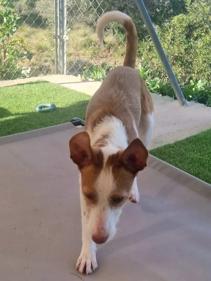 Tommy getting up close and personal with the camera - Dog available for adoption at Paws Xaló