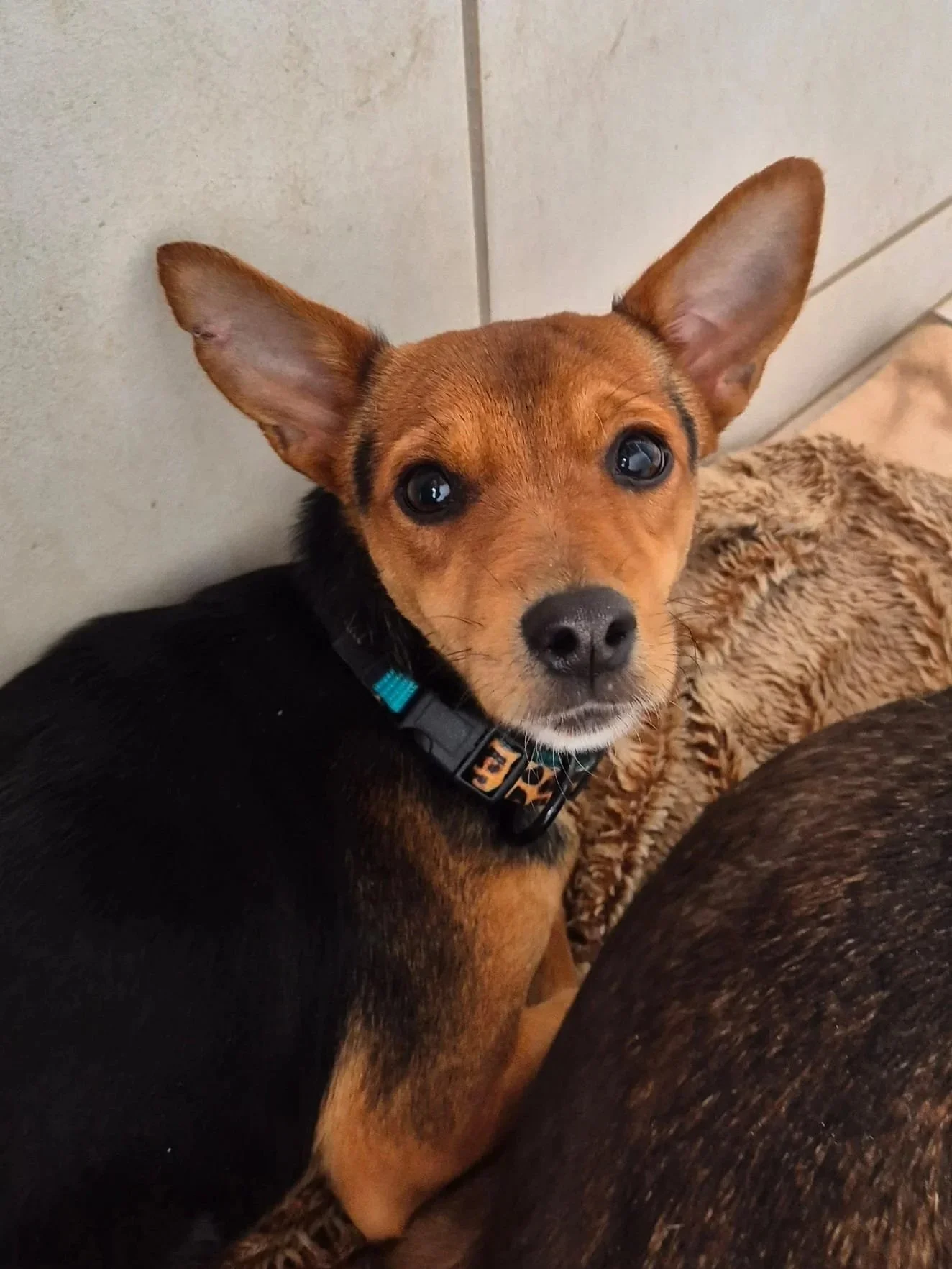 Various images of a litter of 11 puppies available for adoption from Paws Xaló!